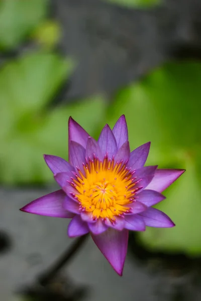 Blue-Water Lily - Nymphaea nouchali - Nil Manel