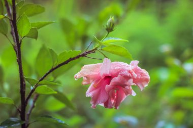 Hibiscus rosa-sinensis L. the native range of this species is Vanuatu. Bu bir çalılıktır ve genellikle mevsimsel olarak kuru tropikal biyolojilerde yetişir. Belirtilmemiş tıbbi hastalıkların tedavisinde kullanılır.
