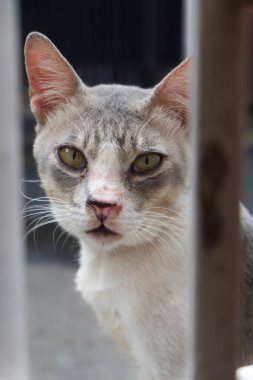 Kedi çitin üzerinden bakıyor.