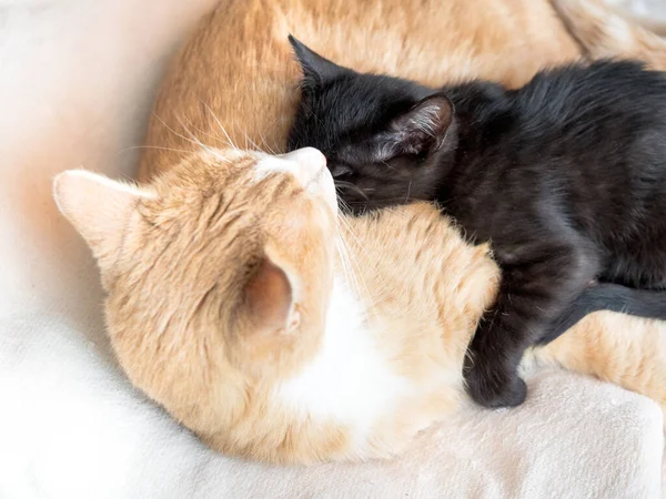 Μαύρο Και Κόκκινο Πιο Χαριτωμένο Μωρό Γάτα Αγκαλιάζει — Φωτογραφία Αρχείου