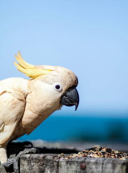 Wildlife Natural Seabird Cacatoes Ocean — стоковое фото