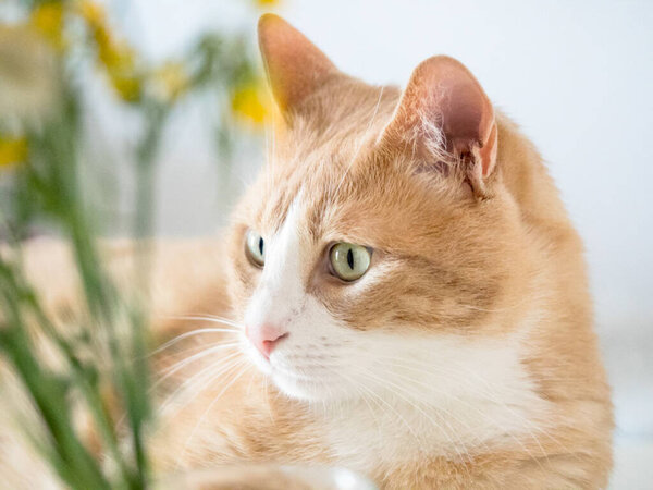 Cute and happy ginger and withe cat with green eyes 