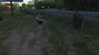Bu video Catskills, New York 'ta bir otlaktaki inekleri gösteriyor.. 