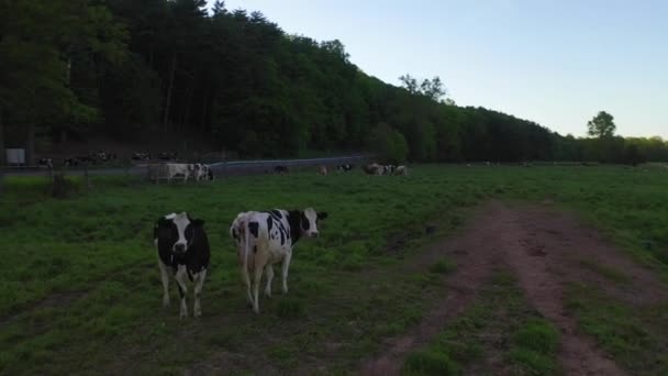 Video Shows Views Cows Pasture Catskills — Video Stock