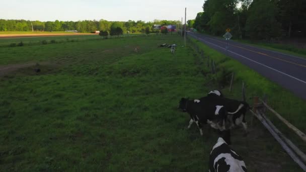 Video Shows Views Cows Pasture Catskills — Stock Video