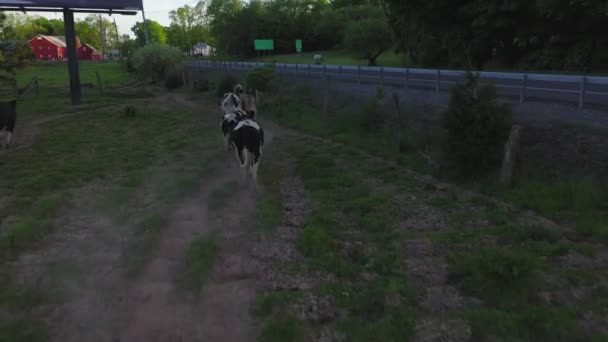 Video Shows Views Cows Pasture Catskills — Vídeos de Stock