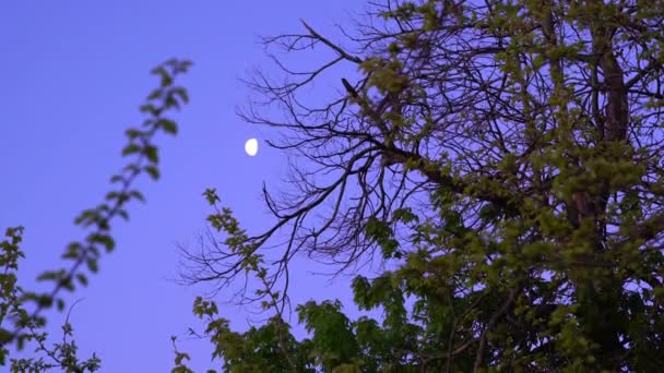 Este Vídeo Mostra Uma Vista Distante Lua Manhã — Vídeo de Stock