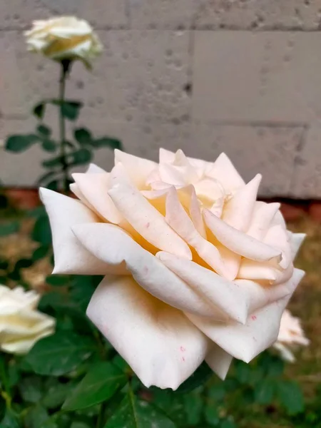 Güzel Beyaz Gül Çiçek Açan Gül — Stok fotoğraf