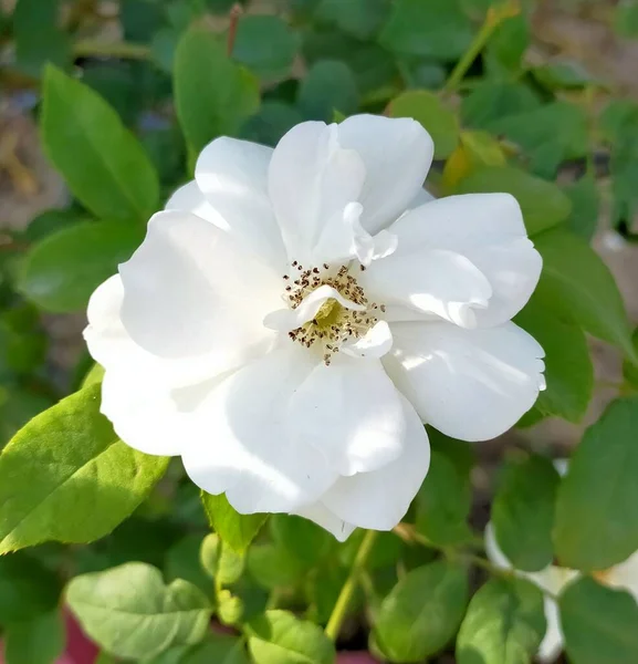 White Rosa Alba — Stock Photo, Image