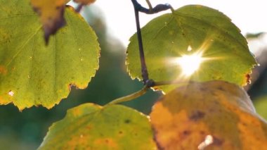 Güneş sonbahar yapraklarının arasından parlıyor. Ağaç yapraklarındaki güneş ışığı