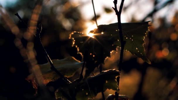 Soarele Strălucește Prin Frunzele Toamnă Lumina Soarelui Frunze Mesteacan — Videoclip de stoc