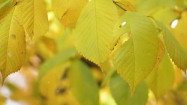 Sonbahar ağaçların yapraklarını boyadı.
