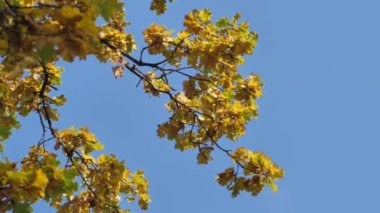 Sonbahar ağaçların yapraklarını boyadı.