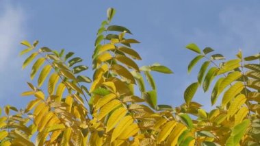 Sonbahar ağaçların yapraklarını boyadı.