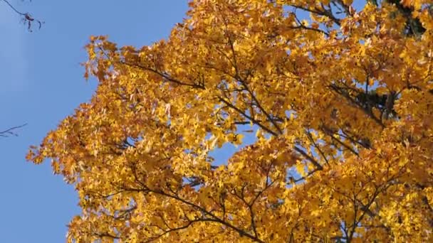Der Herbst Malte Die Blätter Der Bäume — Stockvideo