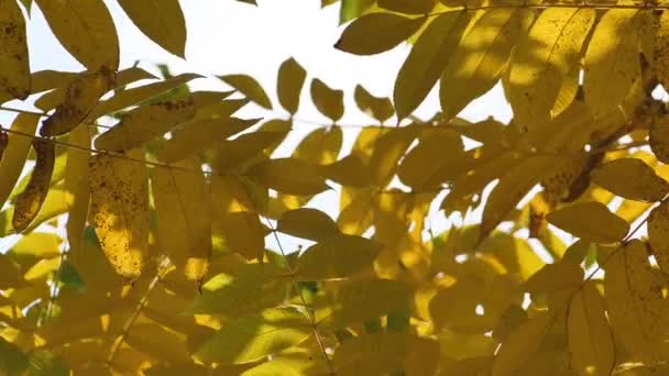 Musim Gugur Dicat Daun Daun Pohon — Stok Video