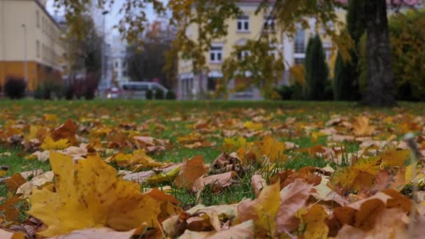 Осенний Вид Город Осенние Листья Опали Траву — стоковое видео