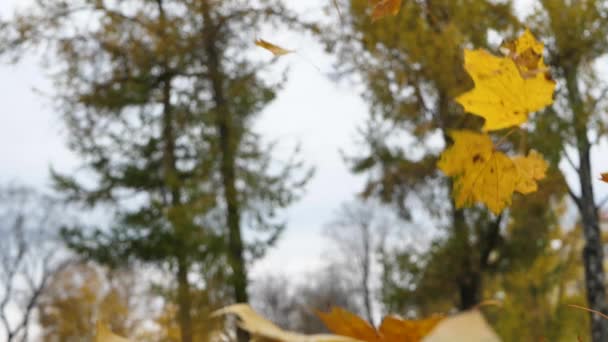 Кленовые Листья Медленно Падают Дно — стоковое видео
