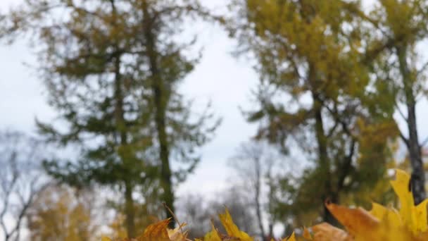 Ребенок Играл Осенью Желтыми Листьями Городской Среде — стоковое видео