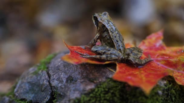 Une Grenouille Brune Est Assise Sur Une Feuille Érable Automne — Video