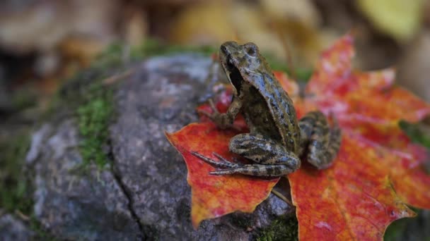 Ein Brauner Frosch Sitzt Herbst Auf Einem Ahornblatt — Stockvideo