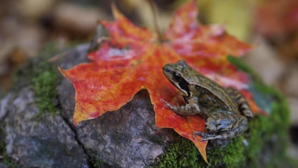 Une Grenouille Brune Est Assise Sur Une Feuille Érable Automne — Video