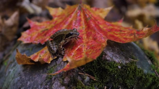Коричневая Лягушка Осенью Сидит Кленовом Листе — стоковое видео