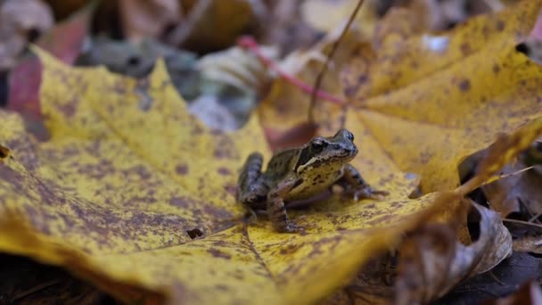 가을에 단풍나무 개구리 — 비디오