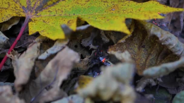 Outono Folhas Árvore Seca Pegou Fogo — Vídeo de Stock