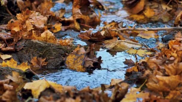 Осень Желтые Кленовые Листья Упали Воду — стоковое видео