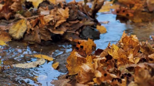 Осень Желтые Кленовые Листья Упали Воду — стоковое видео