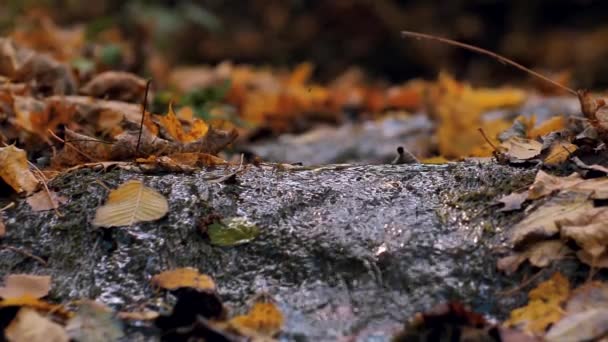 秋の黄色のカエデの葉は水に落ちています — ストック動画