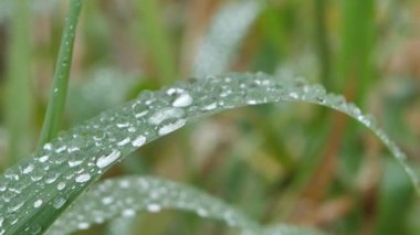 Su damlaları yeşil çimenlere yapışır. Çimlerin üzerine yağmur damlaları