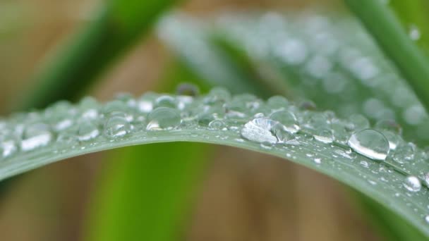 水は緑の芝生に固執します 草の上に雨が降ります 背景のためのソフトフォーカス — ストック動画