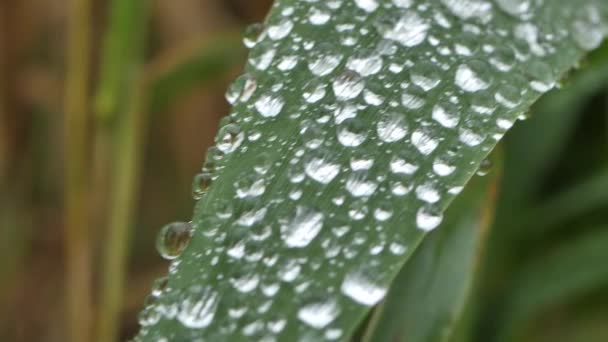 Air Tetes Menempel Rumput Hijau Hujan Menetes Rumput Fokus Lembut — Stok Video