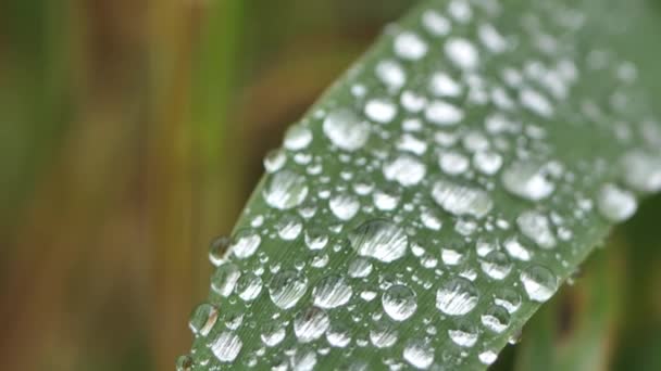 Капли Воды Прилипают Зеленой Траве Капли Дождя Траву Мягкий Фокус — стоковое видео