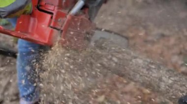 Testereli adam. Ağacın kütüğünde uçan talaş kesen adam.