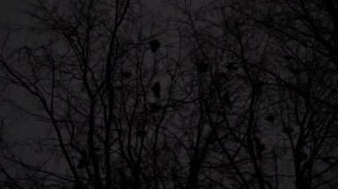 Kuşlar koyu mavi gökyüzünde uçar. Arka plan bulanık. Uçan film kuşları. Cadılar Bayramı 'nda karanlık kargalar