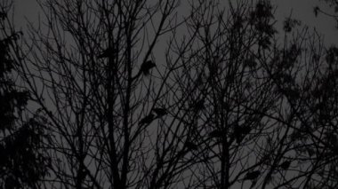 Kuşlar koyu mavi gökyüzünde uçar. Arka plan bulanık. Uçan film kuşları. Cadılar Bayramı 'nda karanlık kargalar