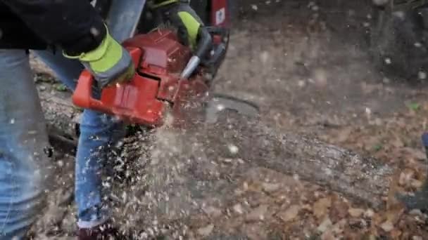 Man Saw Man Sawing Log Tree Flying Sawdust — Stock Video