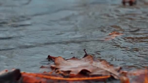 Una Tempesta Con Gocce Pioggia Cade Acqua Strade Inondate Acqua — Video Stock