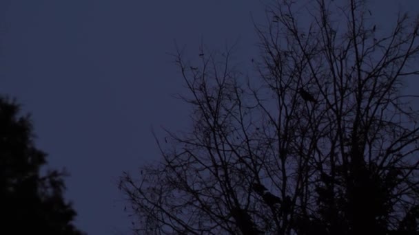 Vogels Vliegen Donkerblauwe Nachtelijke Hemel Achtergrond Wazig Chasm Filmvogels Zwarte — Stockvideo
