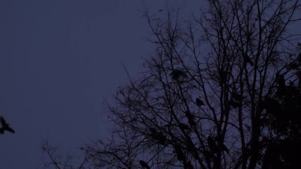 Vogels Vliegen Donkerblauwe Nachtelijke Hemel Achtergrond Wazig Chasm Filmvogels Zwarte — Stockvideo