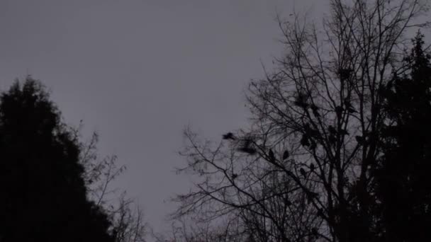 Vogels Vliegen Donkerblauwe Nachtelijke Hemel Achtergrond Wazig Chasm Filmvogels Zwarte — Stockvideo