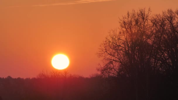 木々の上の日の出と空の上昇する太陽の新しい時間 木に集中して 意図的にぼやけ 木々の後ろの日没の露出したイメージ — ストック動画