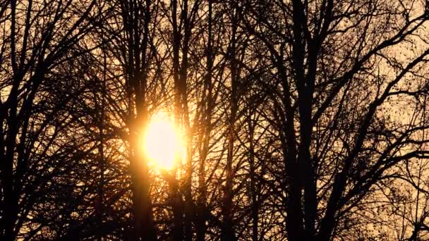 太阳从树上升起 新的太阳在天空升起 对树木的软性关注 — 图库视频影像