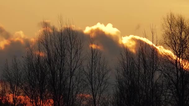 木々の上の日の出と空の上昇する太陽の新しい時間 木に焦点を当てる — ストック動画