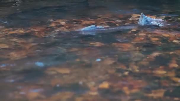 Tarło Łososia Płytkich Łotewskich Rzekach Miękkie Skupienie Rybach — Wideo stockowe