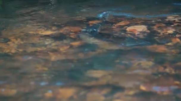 浅いラトビアの川でサーモンが産卵する 魚へのソフトフォーカス — ストック動画