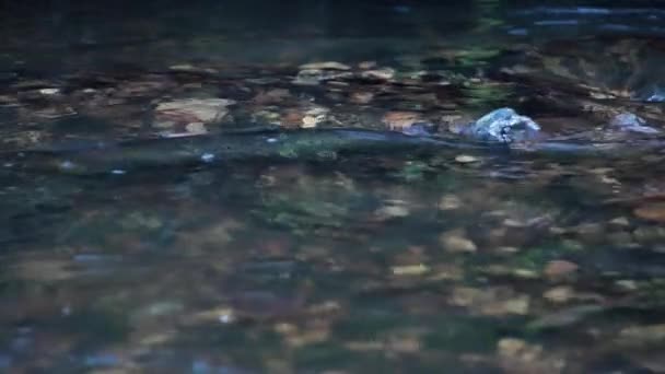 浅いラトビアの川でサーモンが産卵する 魚へのソフトフォーカス — ストック動画